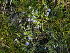 Collinsia parviflora