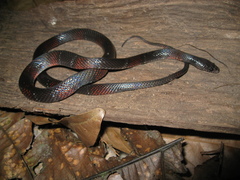 Oxyrhopus melanogenys