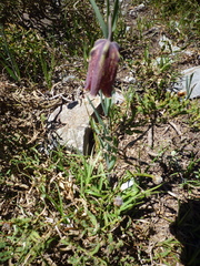Fritillaria