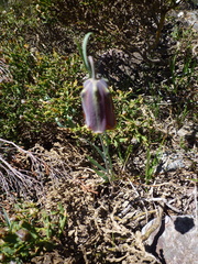 Fritillaria
