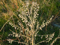 Cynoglossum officinale