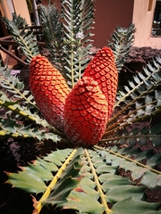Encephalartos ferox