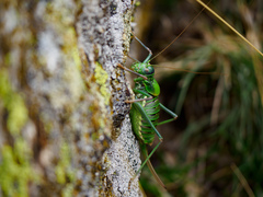 Lluciapomaresius stalii