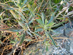 Eriogonum heracleoides