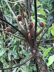 Cyathea cuspidata