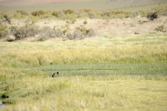 Fulica ardesiaca