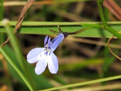 Lobelia flaccida flaccida