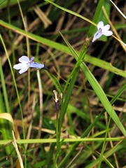 Lobelia flaccida flaccida