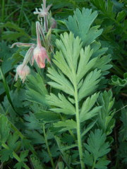 Geum triflorum