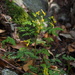 Corydalis pallida tenuis - Photo (c) harum.koh, some rights reserved (CC BY-SA), uploaded by harum.koh