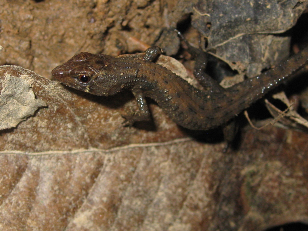 Common Stream Lizard