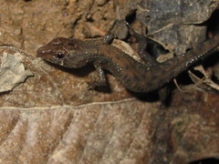 Potamites ecpleopus