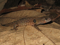 Potamites ecpleopus