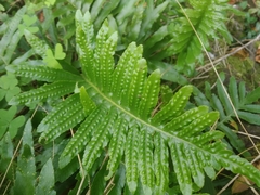 Polypodium macaronesicum azoricum