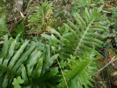 Polypodium macaronesicum azoricum