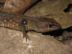Potamites ecpleopus