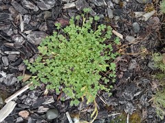 Trifolium ornithopodioides
