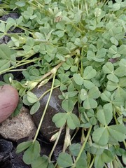 Trifolium ornithopodioides
