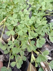 Trifolium ornithopodioides