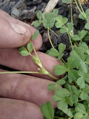 Trifolium ornithopodioides