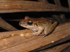 Pristimantis latro