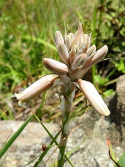 Aloe minima image