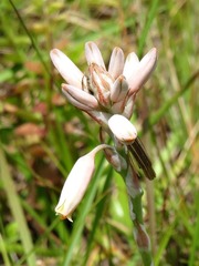 Aloe minima image