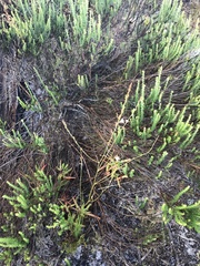 Trachyandra brachypoda