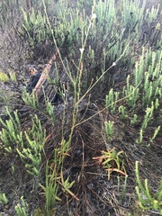 Trachyandra brachypoda