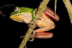 Phyllomedusa distincta