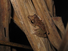 Pristimantis latro
