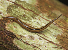 Australopacifica regina