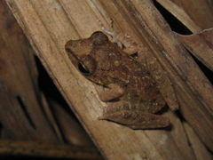 Pristimantis latro