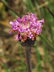 Pseudopegolettia tenella
