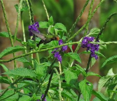 Lophornis delattrei image