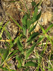 Pseudopegolettia tenella