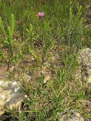 Pseudopegolettia tenella