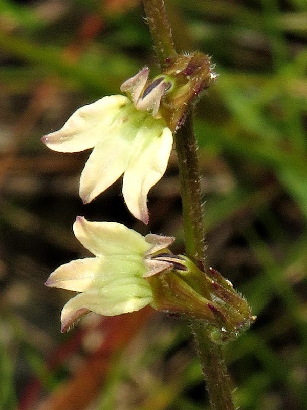 Lobelia eurypoda