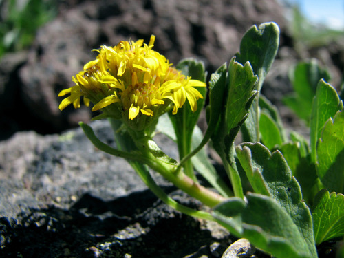 Solidago simplex var. nana