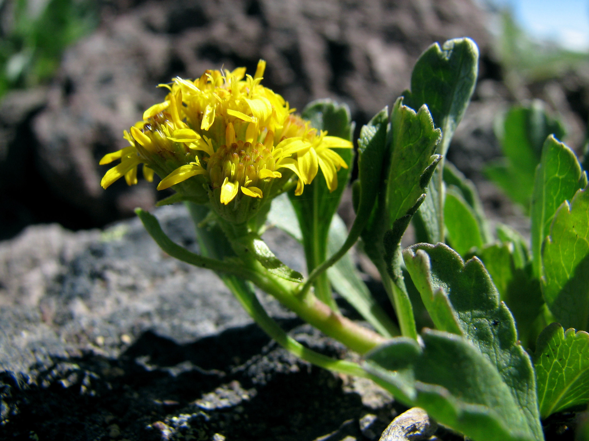 Solidago simplex var. nana