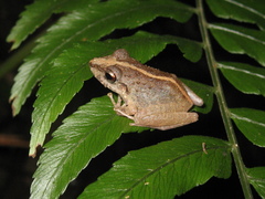 Pristimantis latro