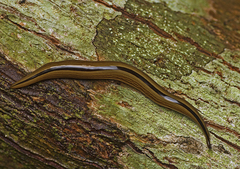 Australopacifica regina