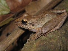 Pristimantis latro