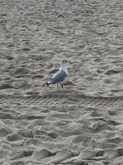 Larus delawarensis