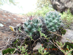 Coryphantha clavata