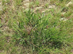 Leucospermum gerrardii image