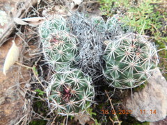 Coryphantha clavata