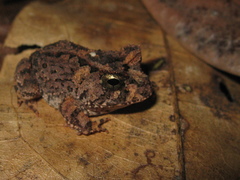 Proceratophrys concavitympanum
