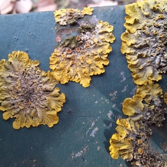 Xanthoria parietina