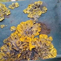 Xanthoria parietina